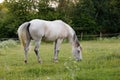 White horse is grazing in a spring meadow Royalty Free Stock Photo