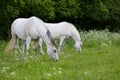 White horse is grazing in spring meadow Royalty Free Stock Photo