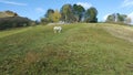 White horse grazing. Summer day Royalty Free Stock Photo