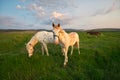 White horses on a green field Royalty Free Stock Photo