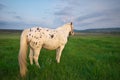 White horse on a green field Royalty Free Stock Photo