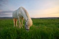 White horse on a green field Royalty Free Stock Photo