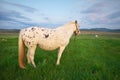 White horse on a green field Royalty Free Stock Photo