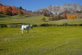 White horse on green grass in the field Royalty Free Stock Photo