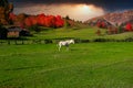 White horse on green grass in the field Royalty Free Stock Photo