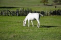 White horse on green grass in the field Royalty Free Stock Photo