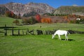 White horse on green grass in the field Royalty Free Stock Photo