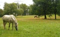 White horse on a green grass landscape