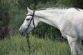 White horse on a green meadow