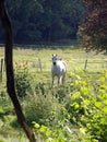White horse in the green Royalty Free Stock Photo