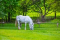 White horse on a green pasture Royalty Free Stock Photo