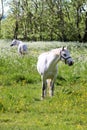 White horse on green pasture Royalty Free Stock Photo