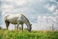 White horse on a green pasture Royalty Free Stock Photo