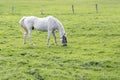 White horse, a grey gelding, grazing in the green pasture, copy Royalty Free Stock Photo