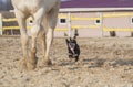 White horse and happy black dog in a paddock Royalty Free Stock Photo