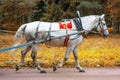 White horse in a harness rides through the autumn park Royalty Free Stock Photo