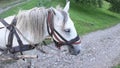 White horse harnessed