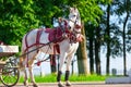 White horse harnessed, stands Royalty Free Stock Photo