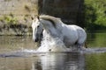 White horse having fun in the river