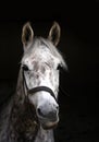 Cute horse head closeup Royalty Free Stock Photo