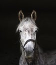 Cute horse head closeup Royalty Free Stock Photo