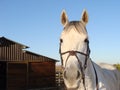 White horse head with barn backdrop Royalty Free Stock Photo