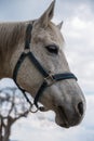 White horse head with bridle