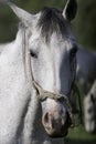 White horse standing still Royalty Free Stock Photo