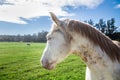 White horse head close-up on green field with blue eyes. Royalty Free Stock Photo