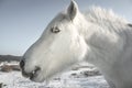 White horse head close-up Royalty Free Stock Photo