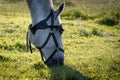 White horse head closeup eating the grass, grazing horse Royalty Free Stock Photo