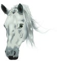 White Horse Head