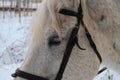 White horse head, eye with long eyelashes, on a walk Royalty Free Stock Photo