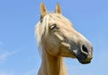 White horse head eyes. A closeup portrait of the face of a horse Royalty Free Stock Photo