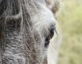 White horse head eyes. A closeup portrait of the face of a horse