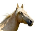 White horse head isolated on the white background. A closeup portrait of the face of a horse Royalty Free Stock Photo