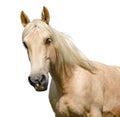 White horse head isolated on the white background. A closeup portrait of the face of a horse Royalty Free Stock Photo