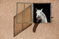 White horse with the head outside of the stable