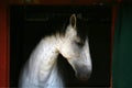 White horse head Royalty Free Stock Photo