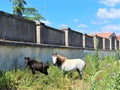 Mother horse and her little foal grazing on green field Royalty Free Stock Photo