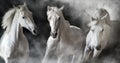 White horse herd portrait in smoke Royalty Free Stock Photo