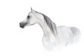 White horse in high key close up Royalty Free Stock Photo