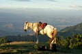 White horse on a hill near Guatemala city Pacaya Volcano