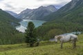 White horse on a hillside. Kucherla lake. Altai Mountains, Russia.