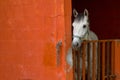 White Horse in his box Royalty Free Stock Photo