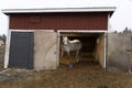 white horse in his box Royalty Free Stock Photo