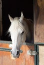 White horse in his stable looking out Royalty Free Stock Photo