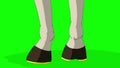 White horse hoofs with horseshoe chroma key HD