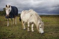 White horse in horse cloth and pony Royalty Free Stock Photo