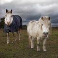 White horse in horse cloth and pony Royalty Free Stock Photo